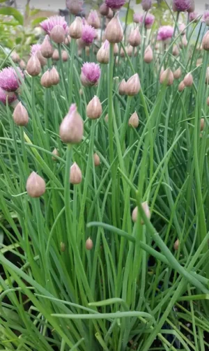 Chives | Certified Organic by Ecocert Canada | Biennial | Open Pollinated | Heirloom - Pépinière