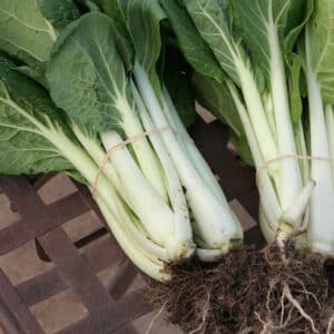 Ecoumene / Chinese Cabbage ‘Pak-Choi Prize’ / Annual Type / Organic Seeds - Pépinière