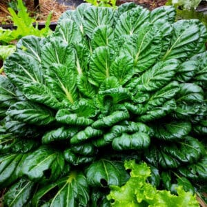 Ecoumene / Chinese cabbage Tatsoi / Annual Type / Organic Vegetable Seeds - Pépinière