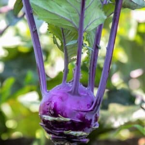 Ecoumene / Early Purple Kohlrabi from Vienna / Biennial Type / Organic Seeds - Pépinière