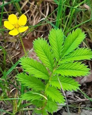 Cinquefoil | Certified Organic by Ecocert Canada | Perennial | Open Pollinated - Pépinière