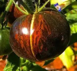 Gaia / Cosmic Eclipse Tomato / Certified Organic by Ecocert Canada / Annual - Pépinière