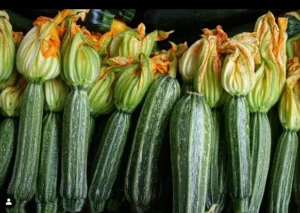 Gaia / Zucchini ‘Costata Romanesco’ / Certified Organic by Ecocert Canada / Annual - Pépinière