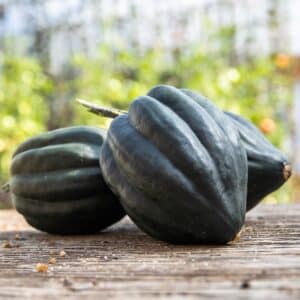 Ecoumene / Acorn Squash ‘Tuffy’ / Annual Type / Organic Seeds - Pépinière