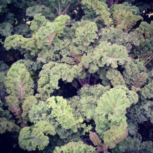 Gaia / Kale ‘Curly Roja’ / Certified Organic by Ecocert Canada / Annual - Pépinière