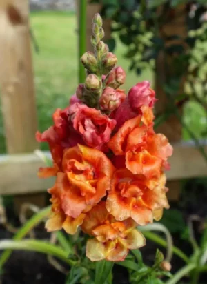 Dark Orange Snapdragon | Certified Organic by Ecocert Canada | Annual | Open Pollinated | Heirloom - Pépinière