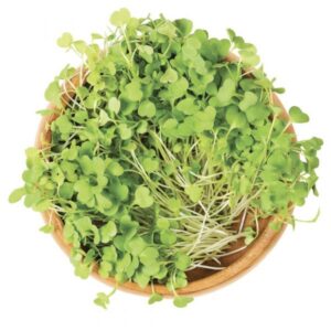 Weston / Flax / Organic Microgreens / Untreated and GMO-free - Pépinière