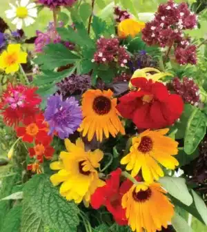 Gaia / Mélange de Fines Herbes et de Fleurs Comestibles / Annuel - Pépinière