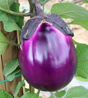 Weston / Eggplant ‘Violetta di Firenze’ / Annual / Non-GMO - Pépinière