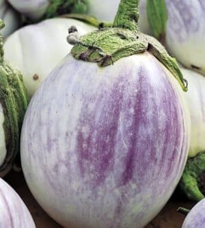 Weston / Eggplant ‘Bianca Sfumata di Rosa’ / Annual Type / Non-GMO - Pépinière