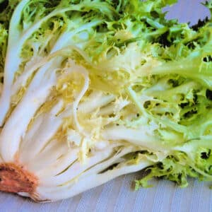 Weston / Endive Lettuce ‘Pancalieri A Costa Rosata’ / Annual / Non-GMO - Pépinière