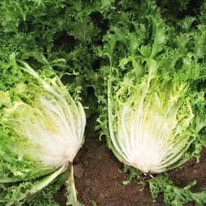 Weston / Lettuce Endive ‘Pancalieri A Costa Bianca’ / Annual Type / Non-GMO - Pépinière