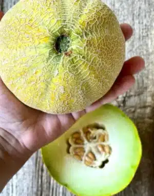 Gaia / ‘Farthest North’ Melon Blend / Certified Organic by Ecocert Canada / Annual - Pépinière