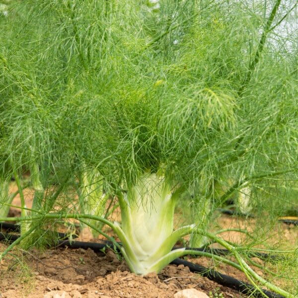 Ecoumene / Fennel Fino / Annual Type / Organic Seeds - Pépinière