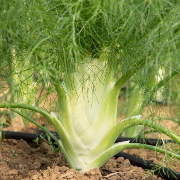 Ecoumene / Fennel Fino / Annual Type / Organic Seeds - Pépinière