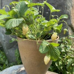 Alpine Strawberry ‘Yellow Wonder’ / Perennial Type / Organic Vegetable Seeds - Pépinière