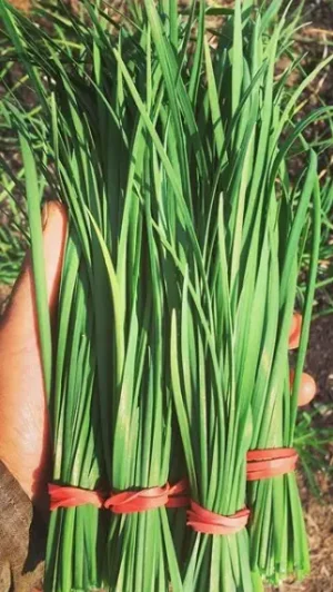 Gaia / Garlic Chives / Certified Organic by Ecocert Canada / Biennial - Pépinière
