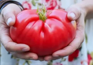 Gaia / Tomate ‘Allemande Rose’ / Certifié Bio par Écocert Canada / Annuel - Pépinière