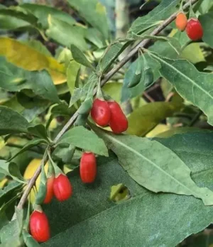 Gojiberry | Ecologically grown | Perennial | Open Pollinated | Heirloom - Pépinière