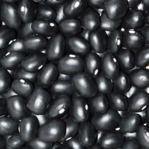 Haricot Sec ‘Hopi Black’ / type Annuel / Semences Potagères Biologiques - Pépinière