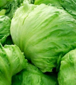 Weston / ‘Signorinelle’ lettuce / annual type / non-GMO - Pépinière