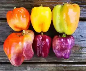 Iko-Iko Sweet Pepper | Certified Organic by Ecocert Canada | Annual | Open Pollinated | Heirloom - Pépinière