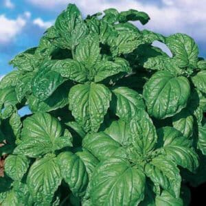 Basil Large Leaf /  Untreated Non GMO - Pépinière