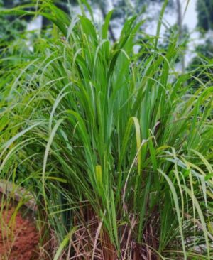 Gaia / Indian Lemongrass / Organically Grown / Annual - Pépinière