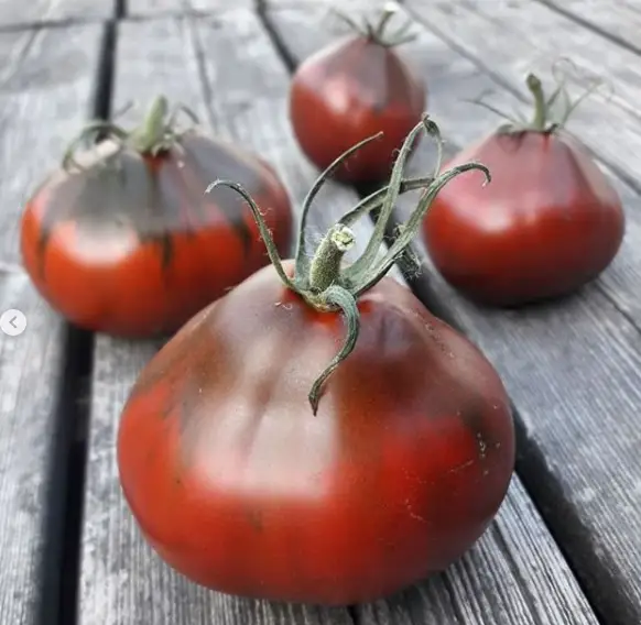 Tomate ‘Japonais Noir Trifele’  / Certifié Bio par Écocert Canada / Annuel / Pollination Libre / Patrimonial - Pépinière