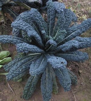 Weston / Black Kale ‘Tuscan Lacinato’ / Annual Type / Non-GMO - Pépinière