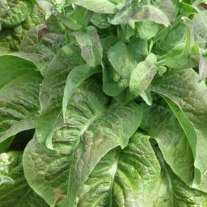 Ecoumene / Asparagus stem lettuce ‘Cracoviensis’ / Annual type / Organic seeds - Pépinière