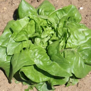 Ecoumene / Leaf Lettuce ‘Deer Tongue’ / Annual Type / Organic Seed - Pépinière