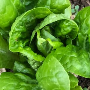 Ecoumene / Head lettuce sucrine / annual type / organic seeds - Pépinière