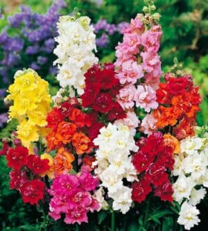 Weston / Larkspur Flower / Annual Type / Non-GMO - Pépinière