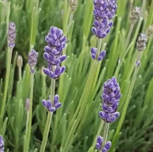 Lavender | Ecologically grown | Perennial | Open Pollinated | Heirloom - Pépinière
