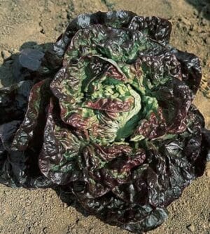 Weston / ‘Meraviglia’ Four Season Lettuce / Annual Type / Non-GMO - Pépinière