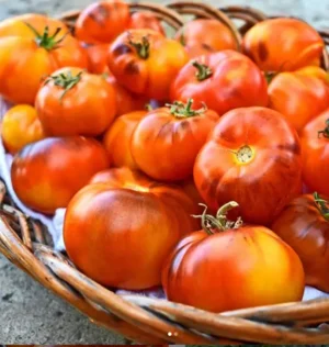 Gaia / Tomate ‘Lucid Gem’ / Certifié Bio par Écocert Canada / Annuel - Pépinière