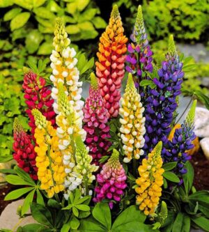 Weston / Lupine Flower / Annual Type / Untreated & Non-GMO - Pépinière
