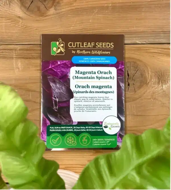 Orach Magenta (Mountain Spinach) - Pépinière