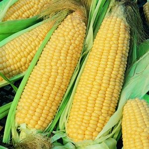 Ecoumene / Corn ‘Golden Bantam’ / Annual Type / Organic Seeds - Pépinière