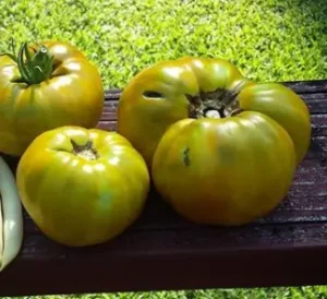 Gaia / Tomate ‘Malachite Box’ / Certifié Bio par Écocert Canada / Annuel - Pépinière