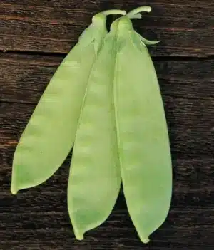 Gaia / ‘Mammoth Melting’ Snow Peas / Certified Organic by Ecocert Canada / Annual - Pépinière