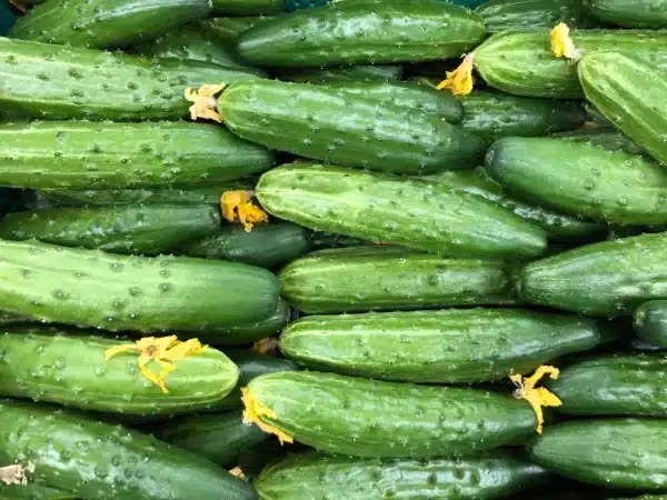 Cucumber Marketmore - Pépinière