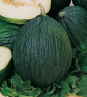 Weston / Melon ‘Napoletano’ Vert  / Annuel / Sans OGM - Pépinière