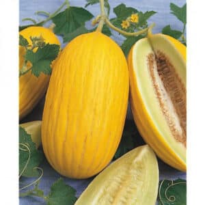 Weston / Sicilian Yellow Melon / Annual / Non-GMO - Pépinière