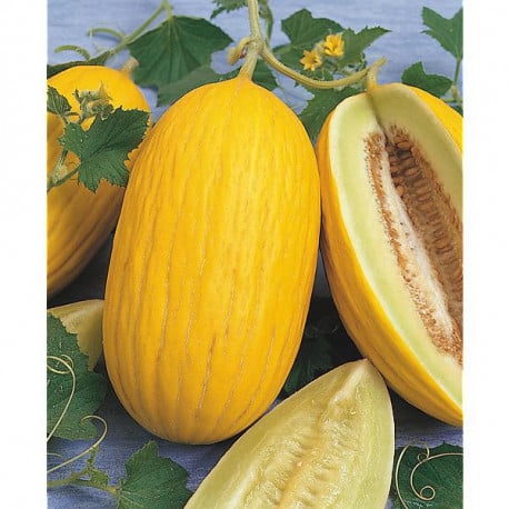Melon Jaune Sicilien / Annuel / Non Traité / Sans OGM - Pépinière