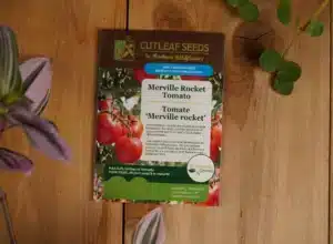 Tomato Merville Rocket - Pépinière