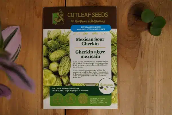 Cucumber Sour Gherkin - Pépinière