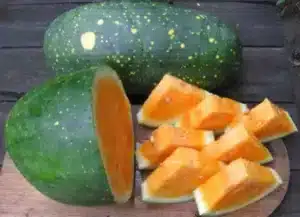 Gaia / Yellow Watermelon ‘Moon & Stars’ / Certified Organic by Ecocert Canada / Annual - Pépinière