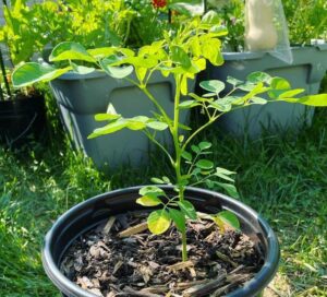 Moringa | Moringa oleifera | Ecologically grown | Annual | Open Pollinated - Pépinière